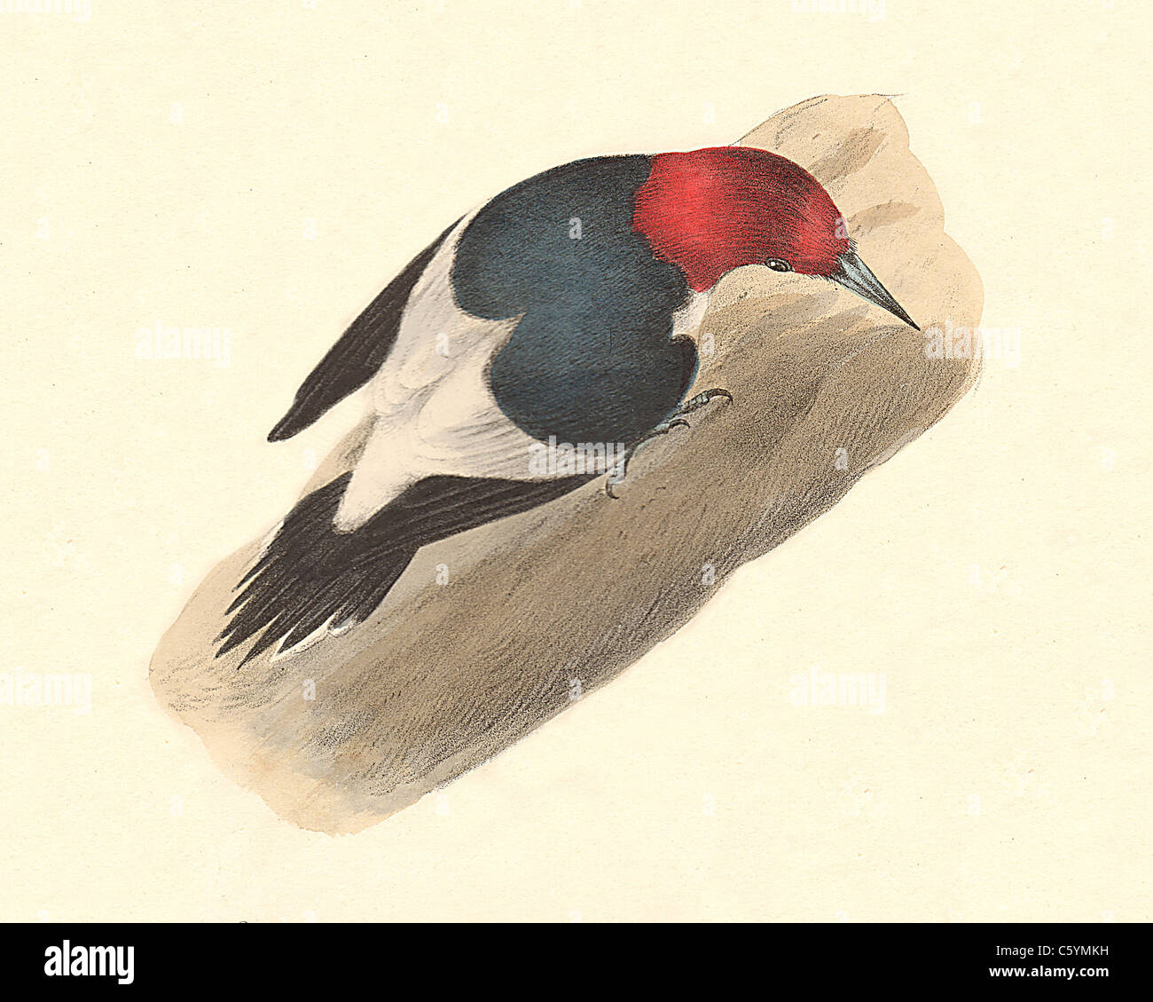 Il Red-headed Woodpecker (Picus erythrocephalus, Melanerpes erythrocephalus) vintage litografia bird - James De Kay, Zoologia di New York, Uccelli Foto Stock