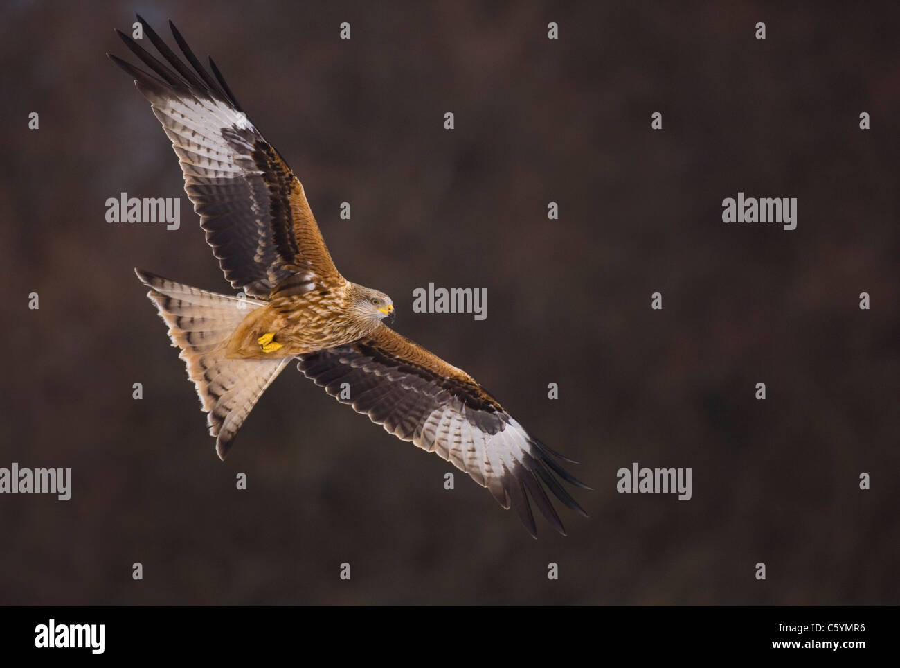 Nibbio reale Milvus milvus un adulto in volo, illuminata da luce riflessa rimbalzando fino dalla neve giacente a terra. Mid Wales, Regno Unito Foto Stock