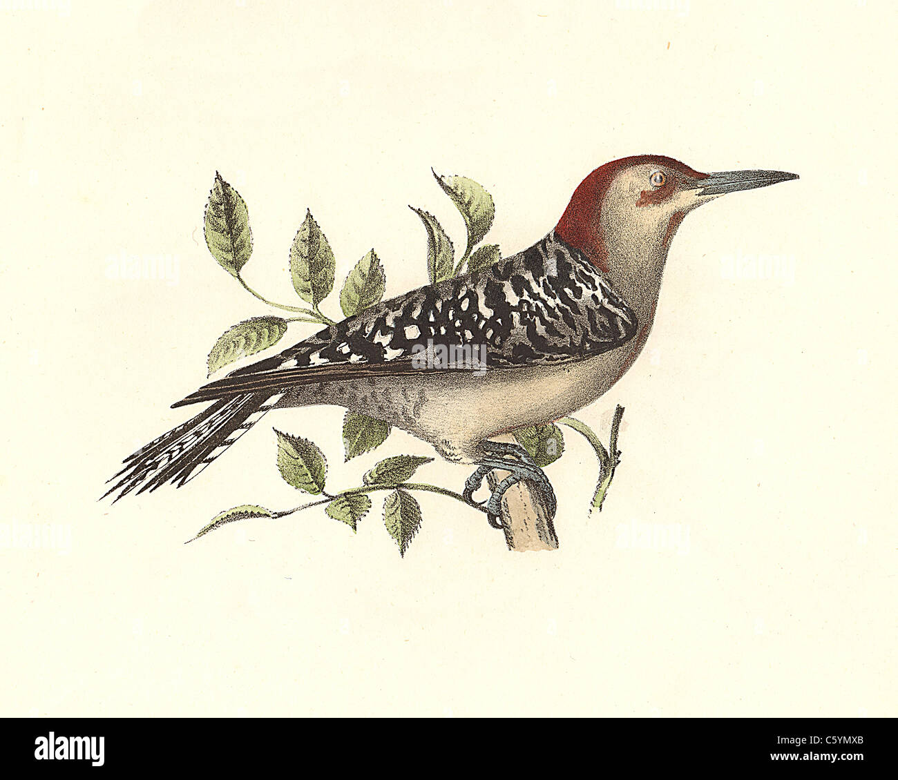 Il Red-Picchio panciuto (Picus carolinus, Melanerpes carolinus): vintage litografia di uccelli da James De Kay da Zoologia di New York, NY fauna Uccelli, Foto Stock