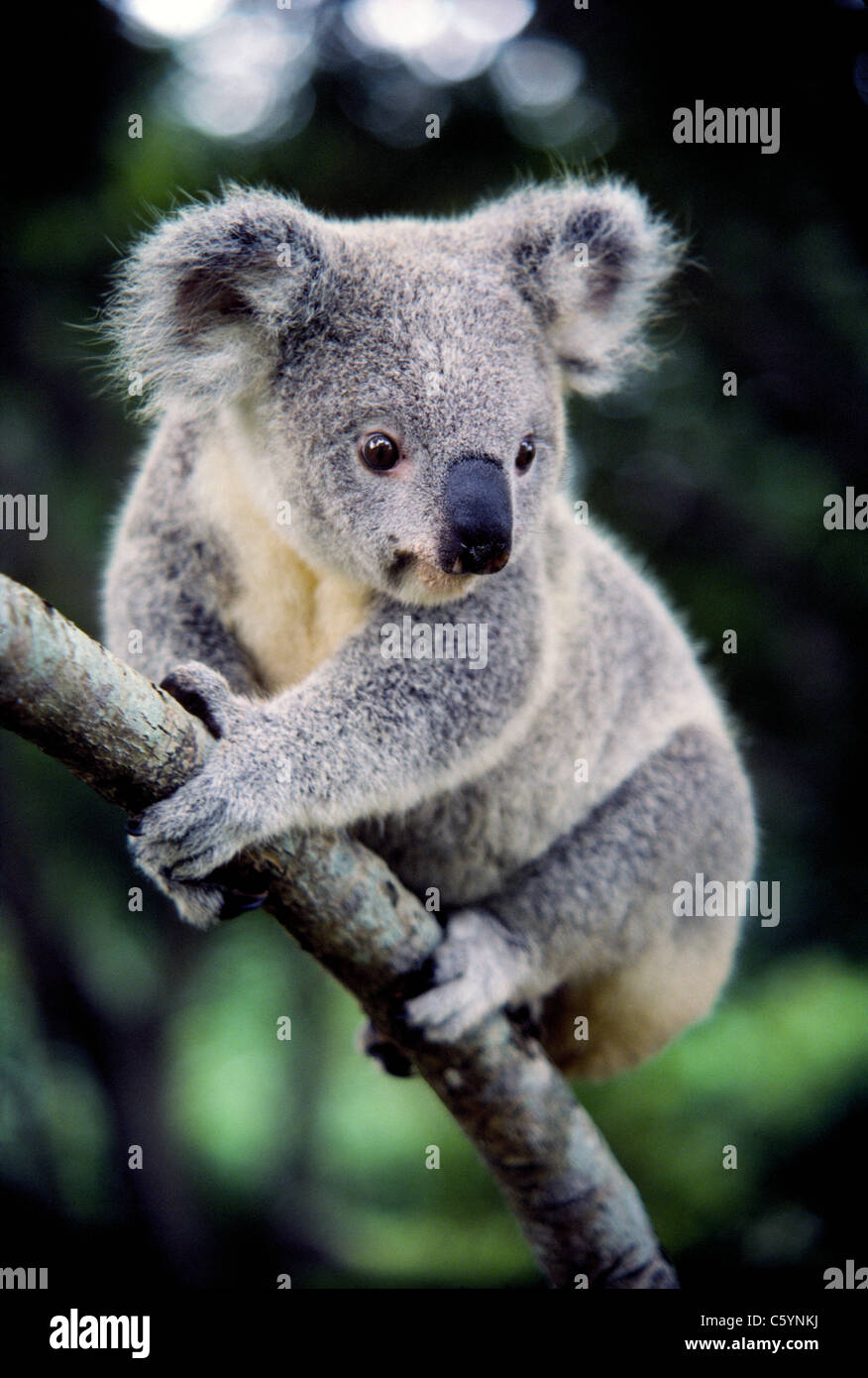 Il grande soulful occhi di un koala guardare i visitatori nel Santuario dei Koala di Lone Pine a Brisbane, Queensland, Australia. Foto Stock