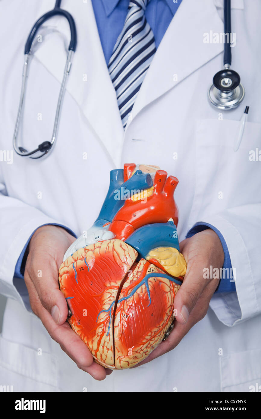 Stati Uniti d'America California, Larkspur, medico tenendo il modello del cuore, metà sezione Foto Stock