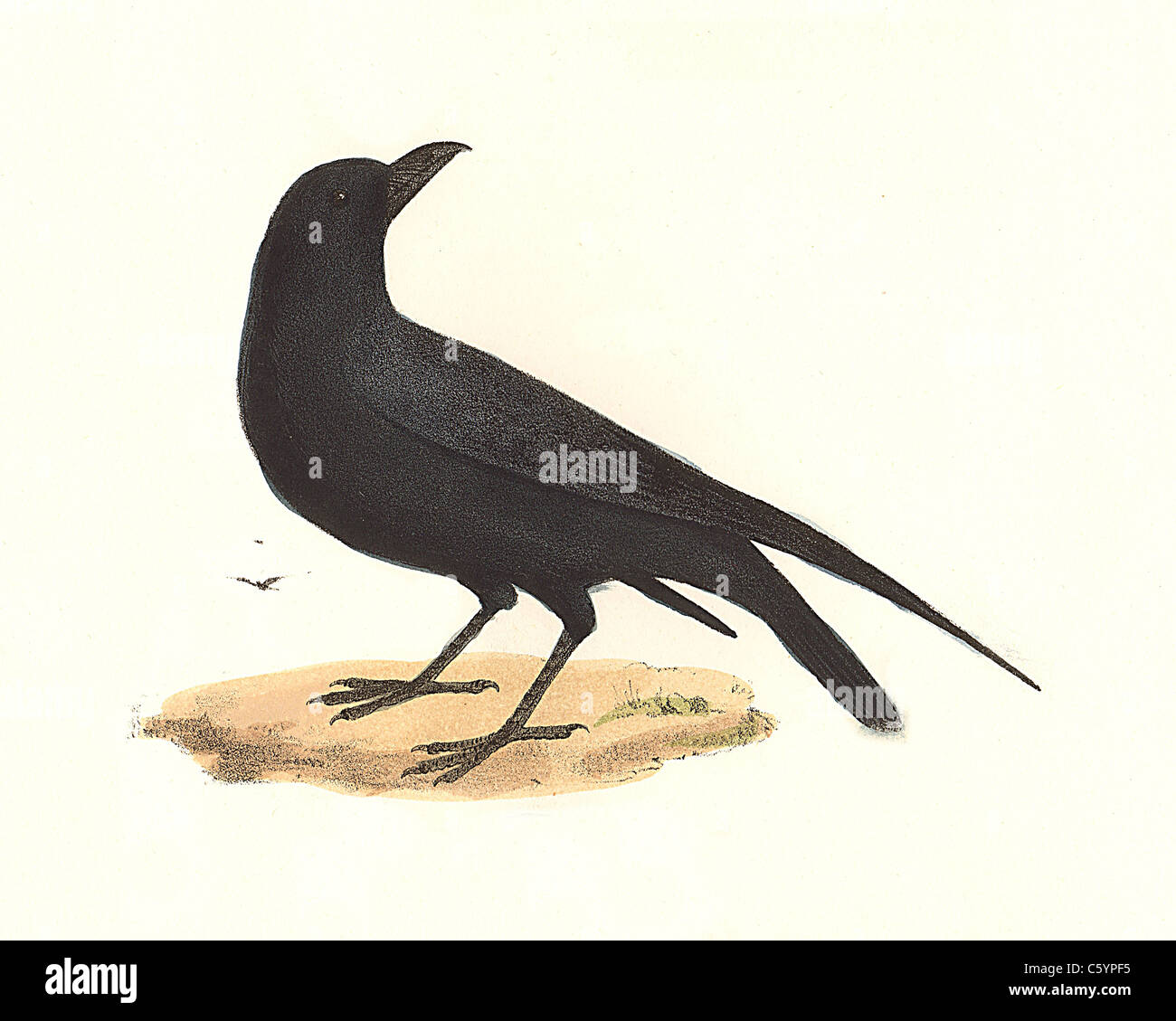 Il Corvo, comune Raven, Nord del Corvo imperiale Corvus corax vintage litografia bird - James De Kay, Zoologia di New York, la Fauna New-York, parte II, Uccelli Foto Stock