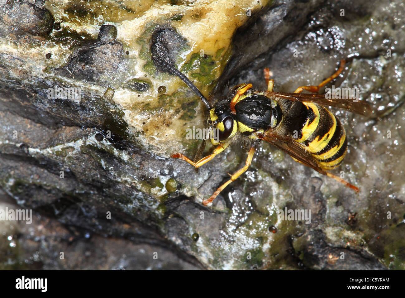 Wasp comune bevendo al giardino fontana. Foto Stock