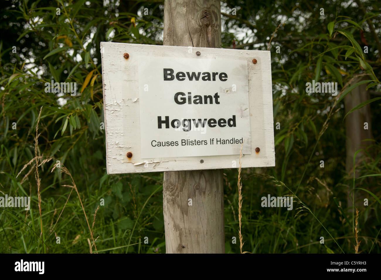 "Attenzione Giant Hogweed' segno di avvertimento, Wales UK Foto Stock