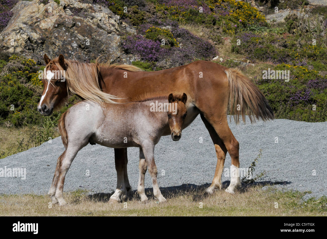 Conwy Mountain pony selvatici e il puledro in Galles del Nord Regno Unito Foto Stock