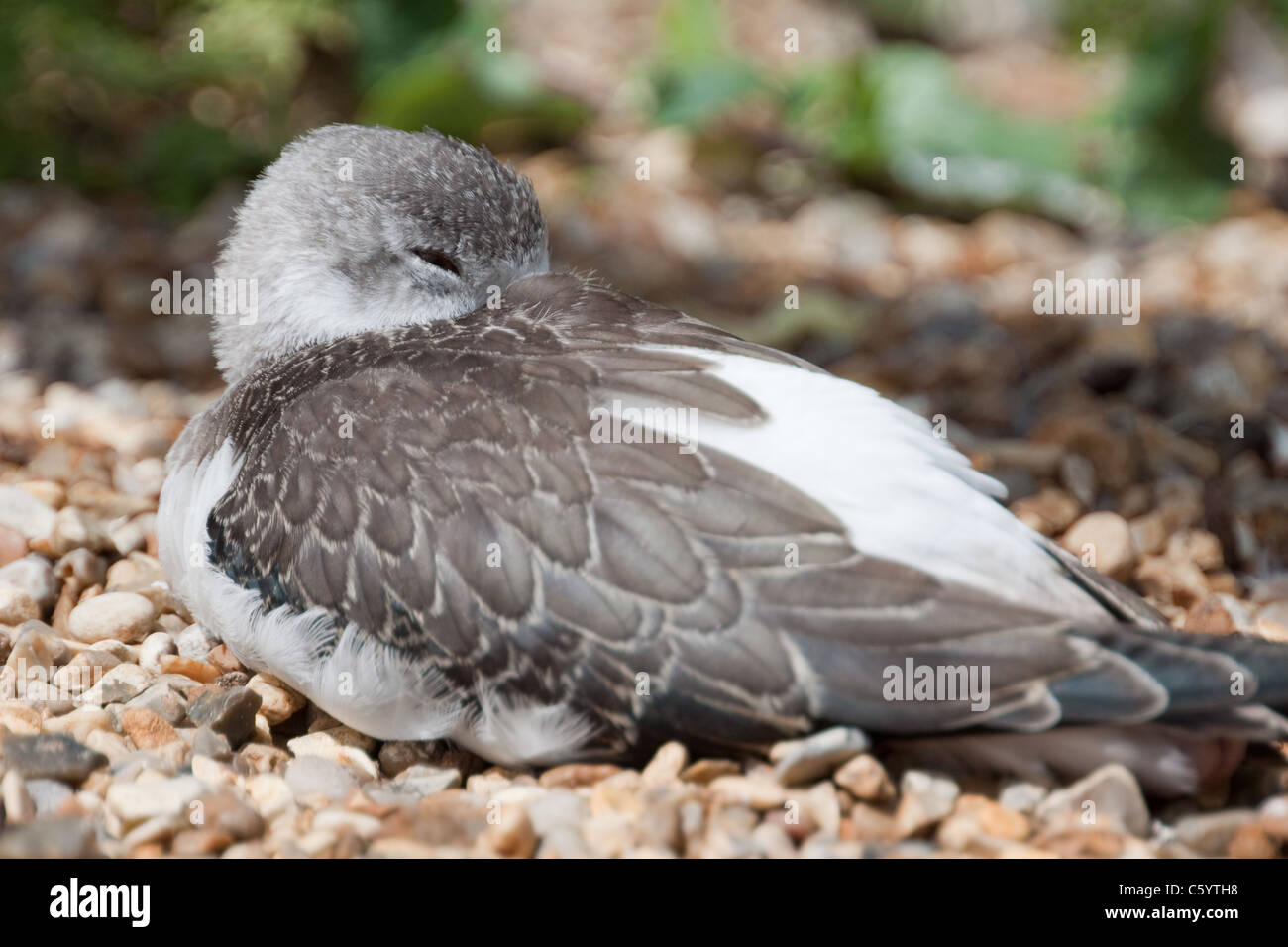 Redshank, Tringa totanus è un abbondante e diffusa trampolieri sulle coste inglesi. Qui si appoggia su una riva di ghiaia. Foto Stock