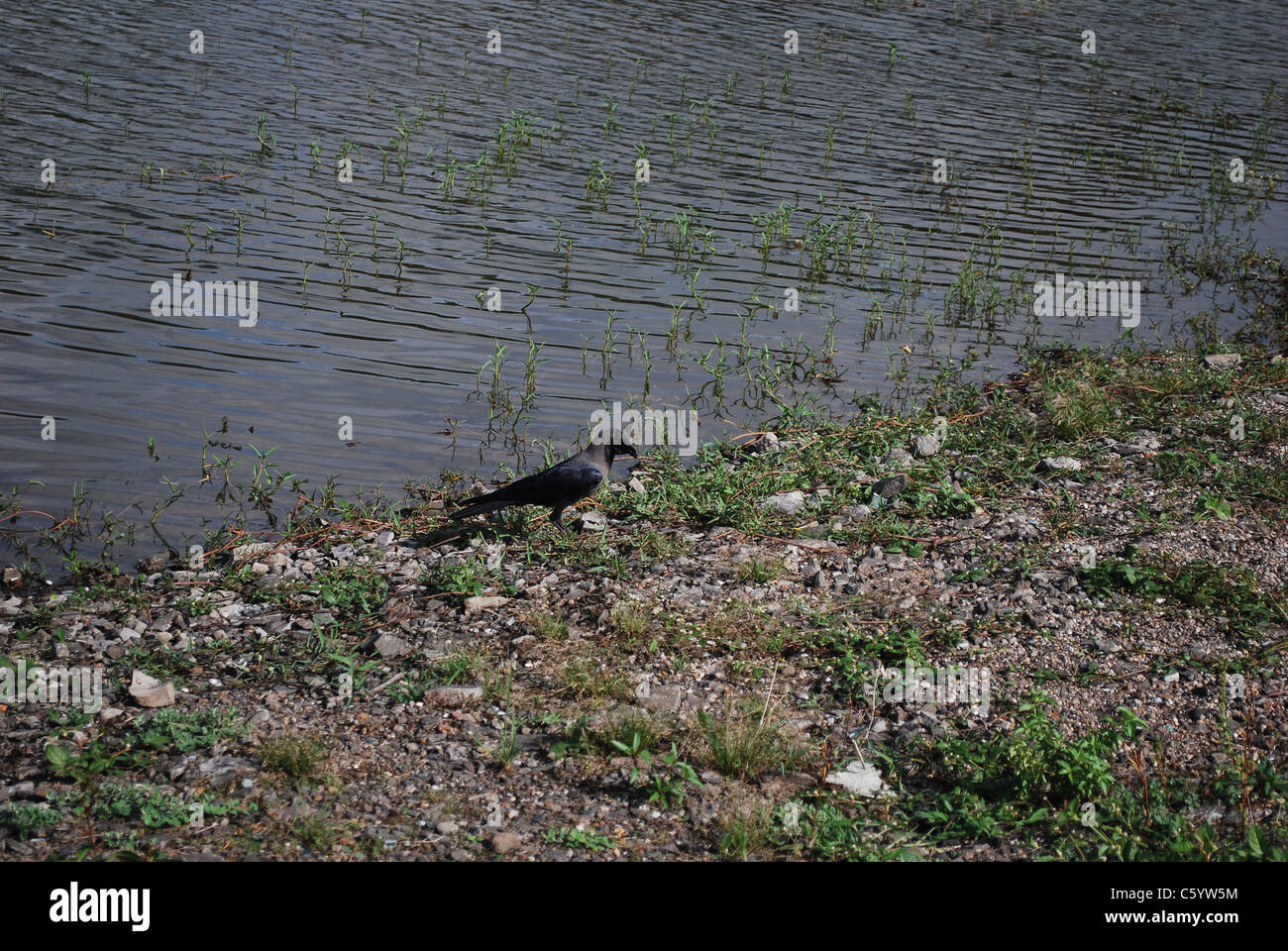 Corvo di lato fiume Foto Stock