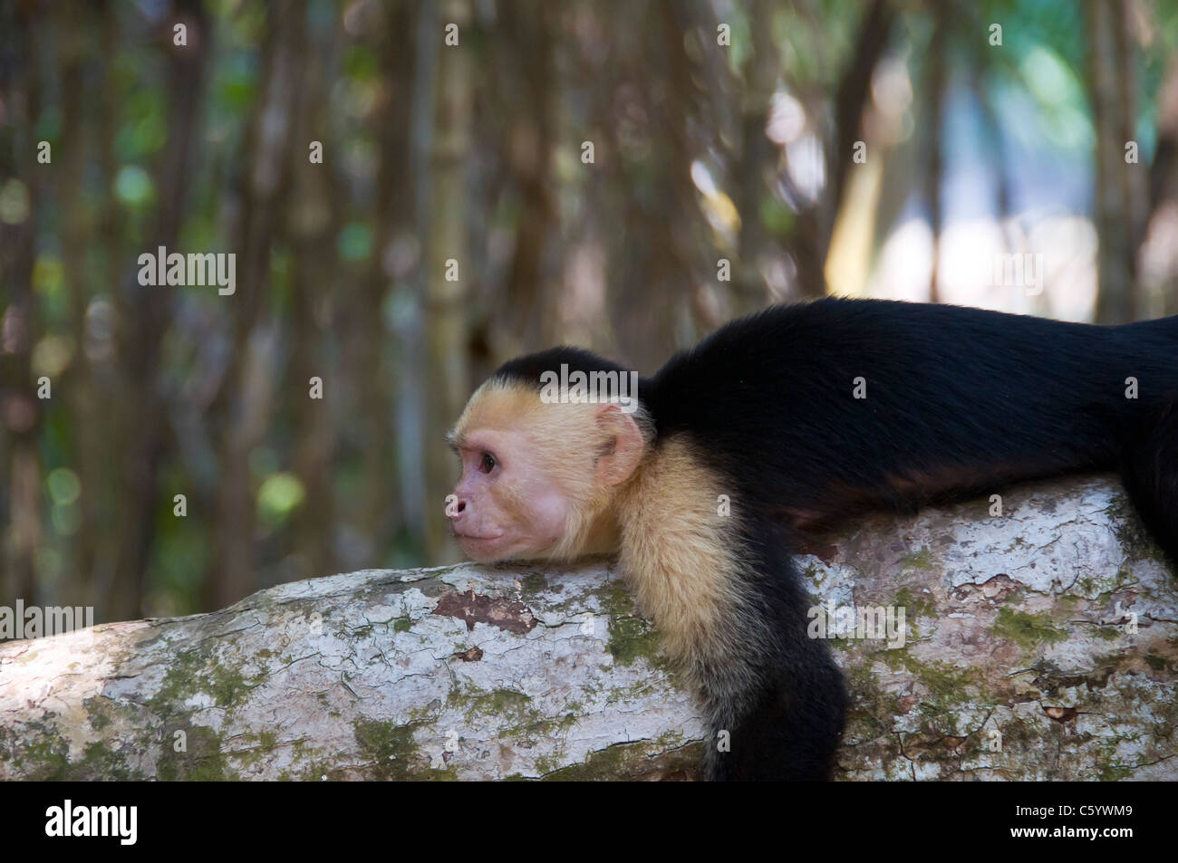 Faccia bianca scimmia cappuccino parco nazionale Manuel Antonio Costa Rica Foto Stock