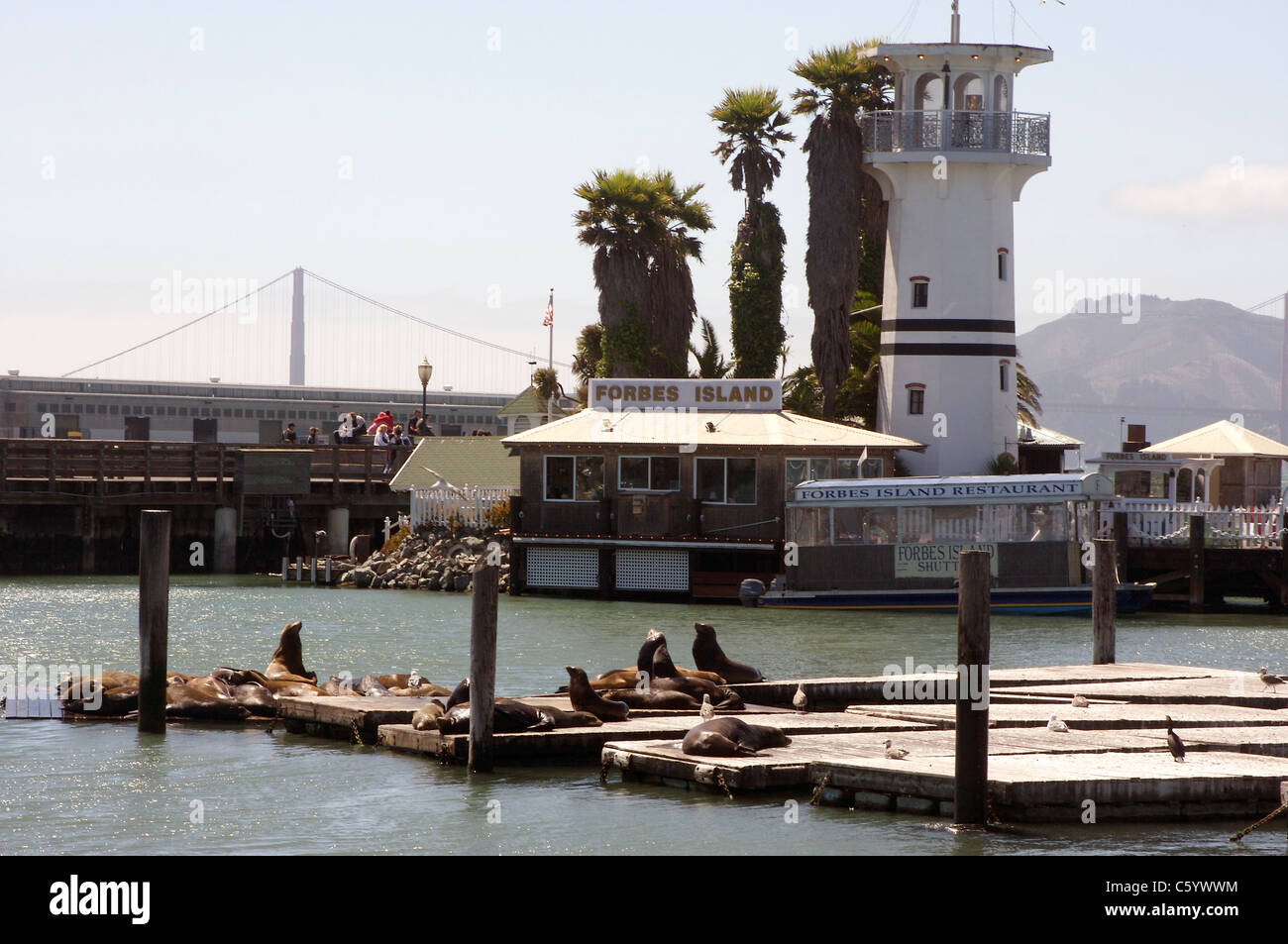 I leoni di mare prendere il sole sulle banchine al San Francisco Pier 39 con Forbes Island e il Golden Gate Bridge in background Foto Stock