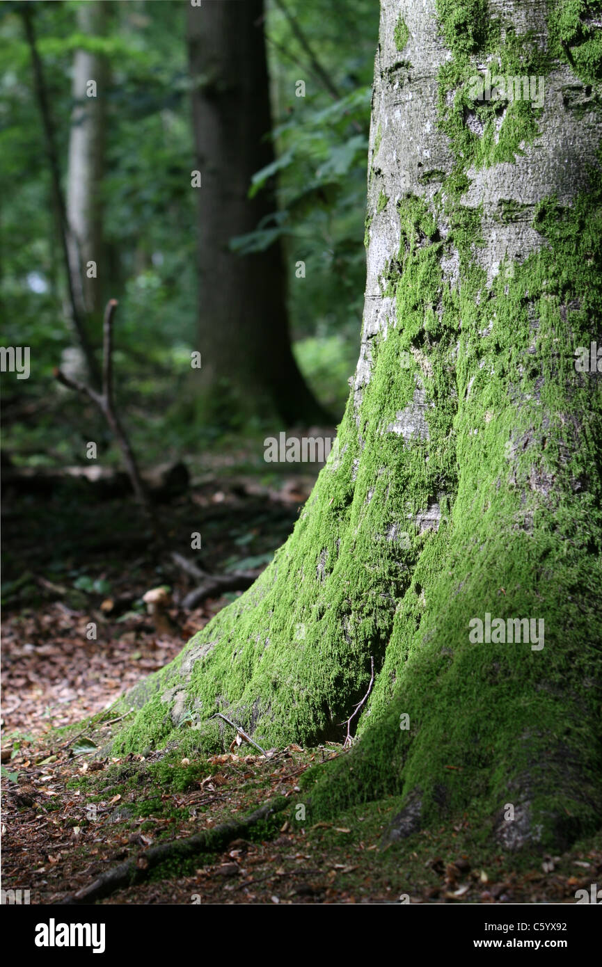 Muschio verde su un tronco d'albero in Grosy Wood Wilton Wiltshire UK. Foto Stock