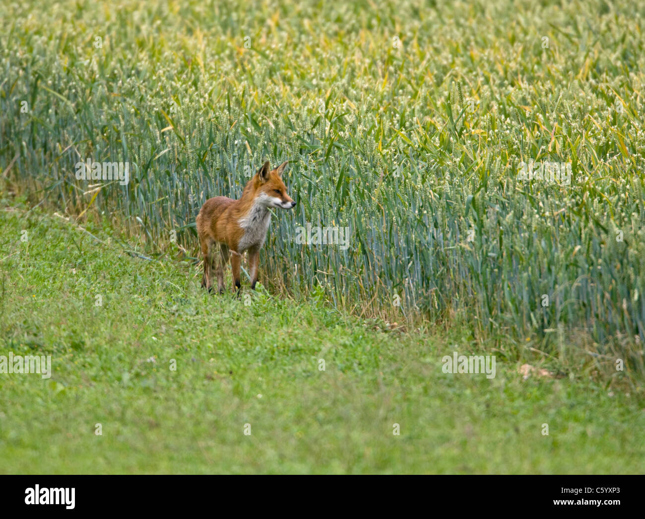 Red Fox, Vulpes vulpes, caccia in corrispondenza del bordo di un campo di mais. Foto Stock