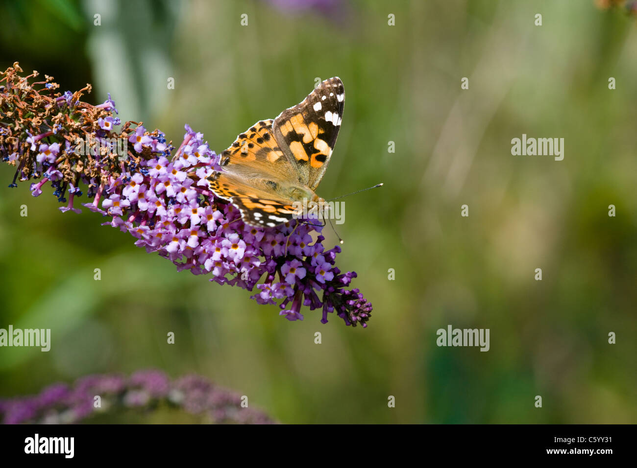 Dipinto di Lady butterfly Cynthia cardui alimentazione su Buddleja fiori. Foto Stock