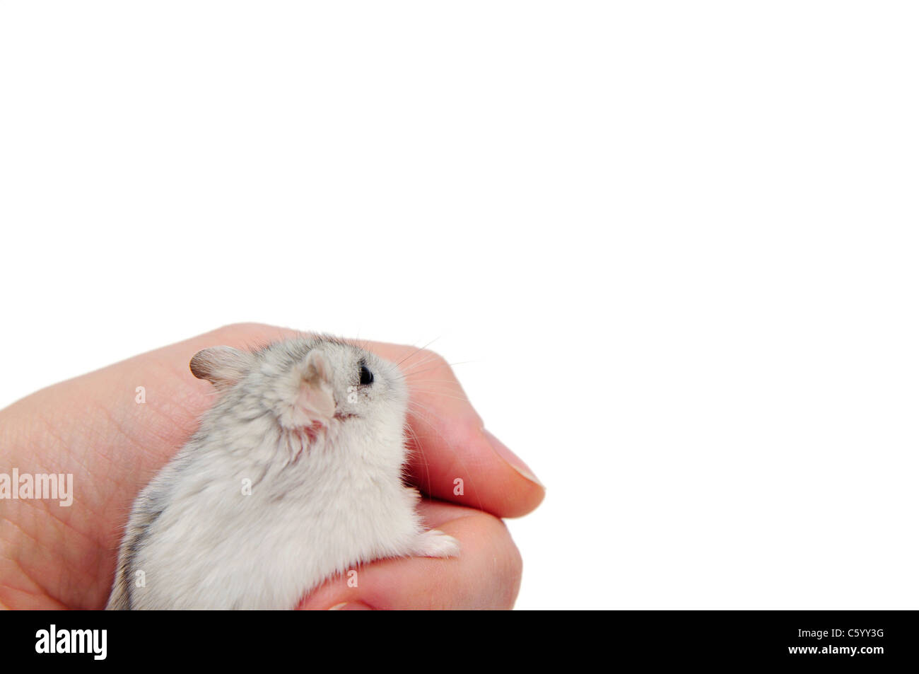 Hamster isolato su uno sfondo bianco. Foto Stock