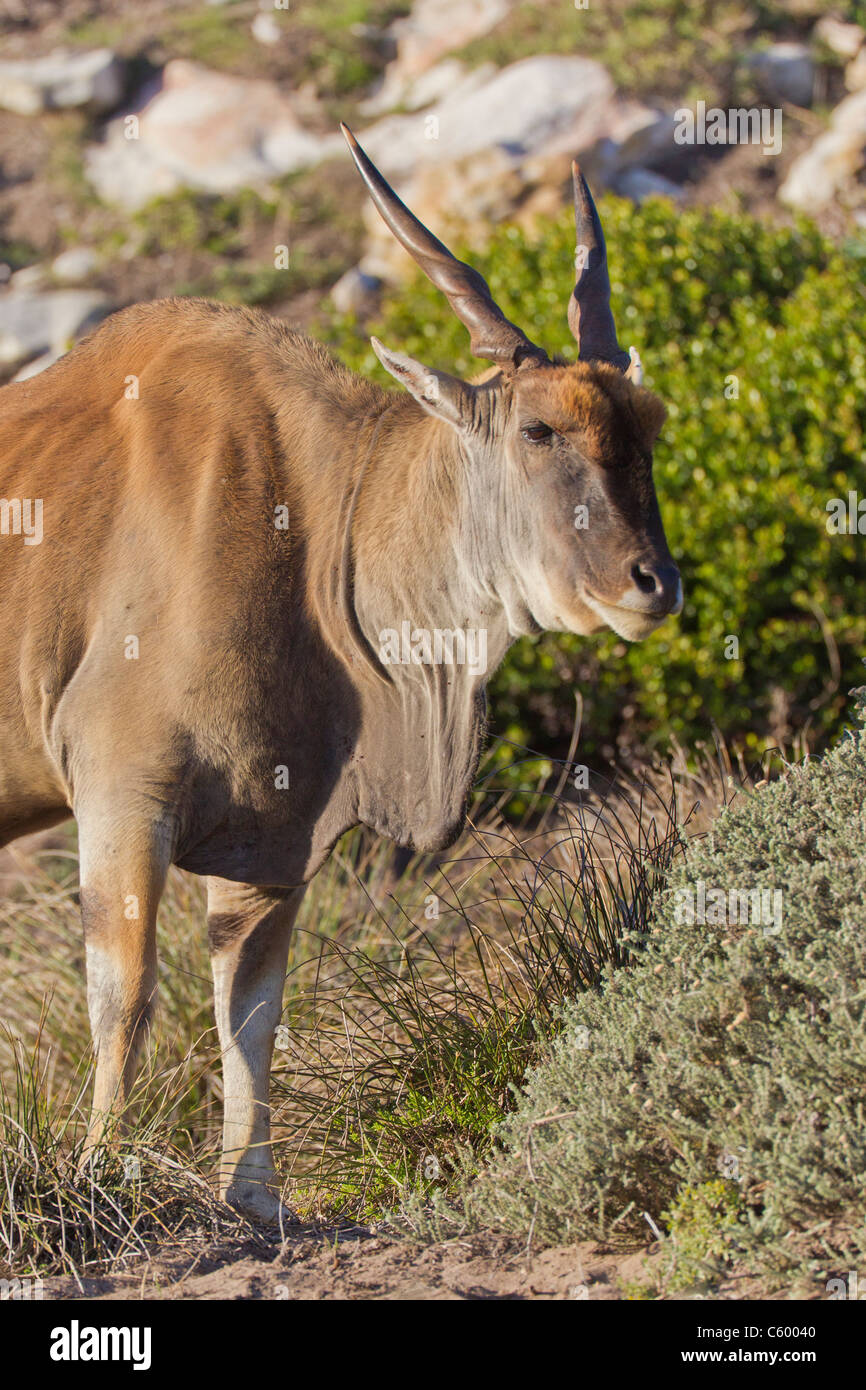 Eland (taurotragus oryx) a Table Mountain National Park in Sud Africa. Foto Stock