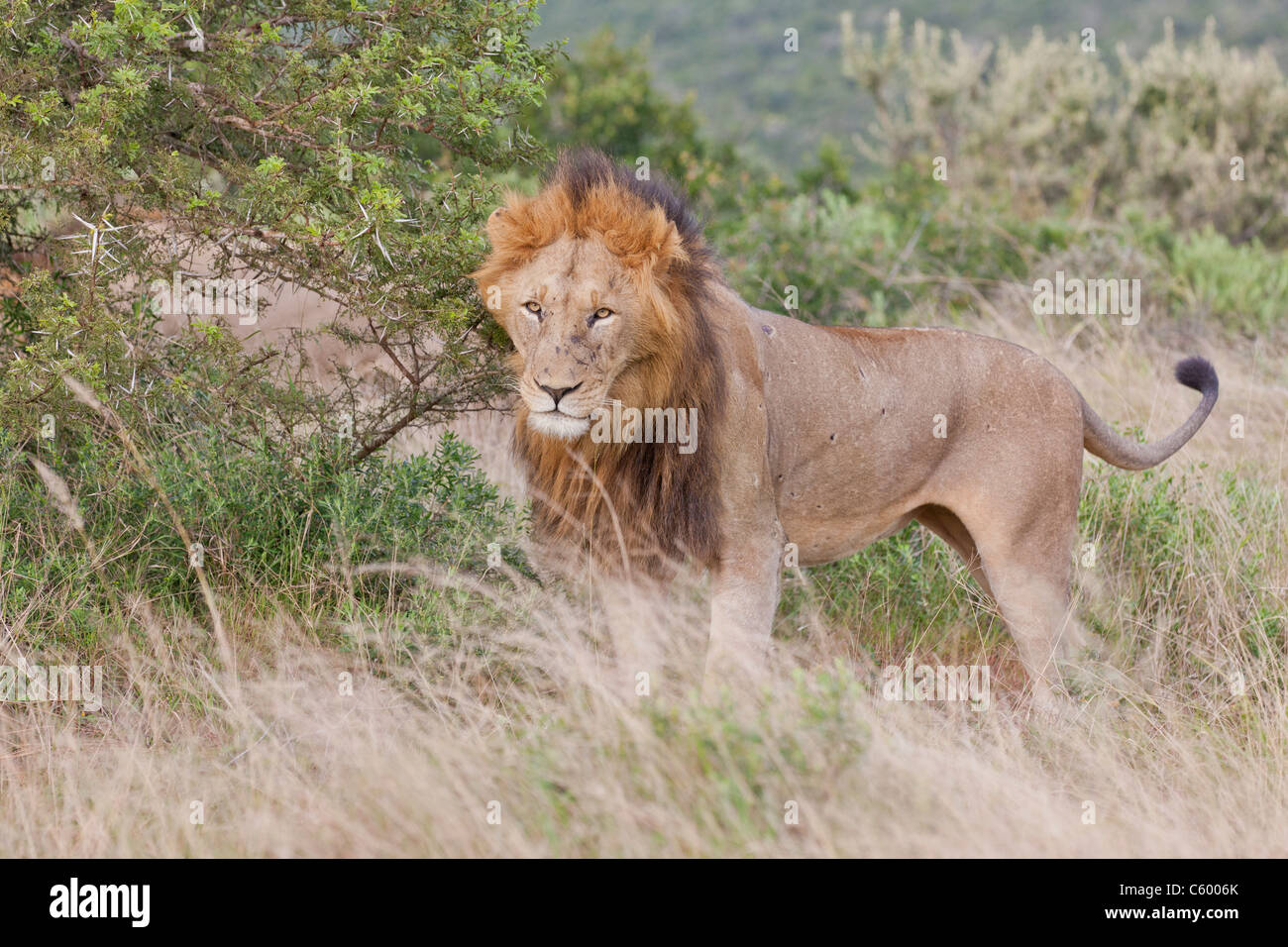 Leone maschio (leo panthera) all'Addo Elephant Park in Sud Africa. Foto Stock