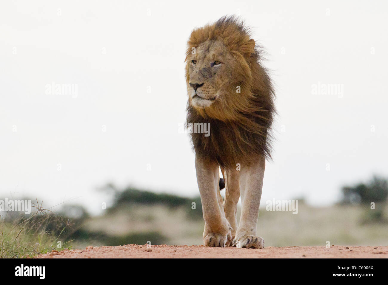 Leone maschio (leo panthera) all'Addo Elephant Park in Sud Africa. Foto Stock