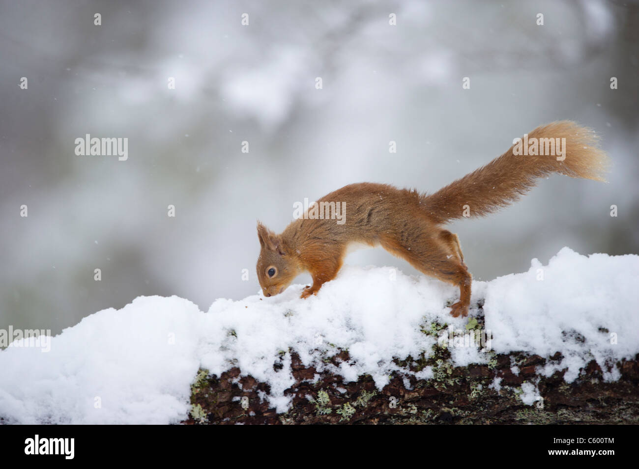 Scoiattolo rosso Sciurus vulgaris un adulto rovistando su una coperta di neve log. Cairngorms National Park, Scotland, Regno Unito Foto Stock