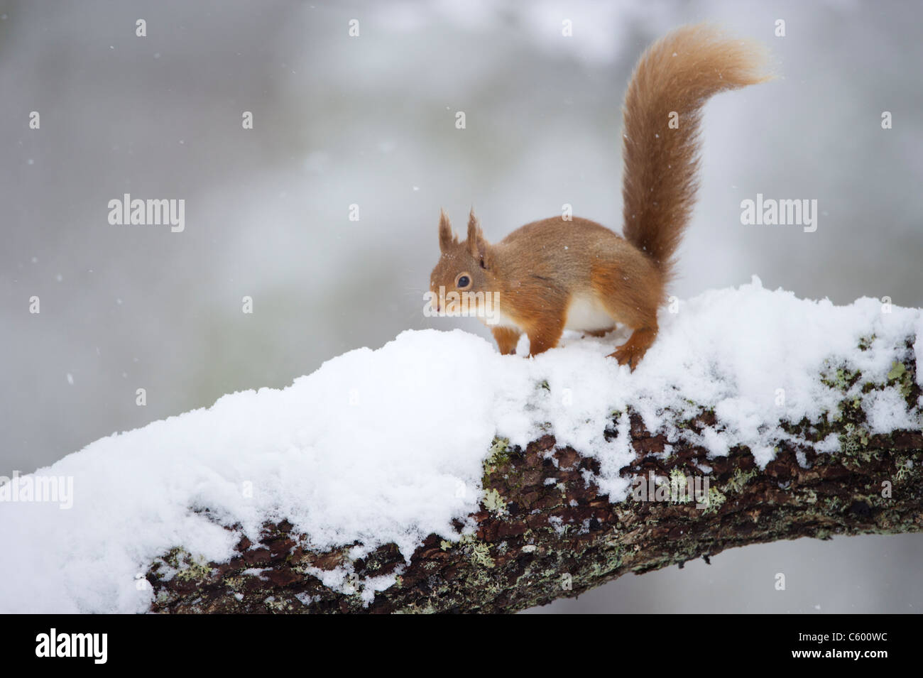 Scoiattolo rosso Sciurus vulgaris un adulto in profilo su una coperta di neve log. Cairngorms National Park, Scotland, Regno Unito Foto Stock