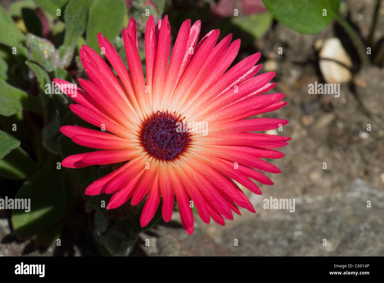 Livingstone daisy, Dorotheanthus bellidiformis Foto Stock