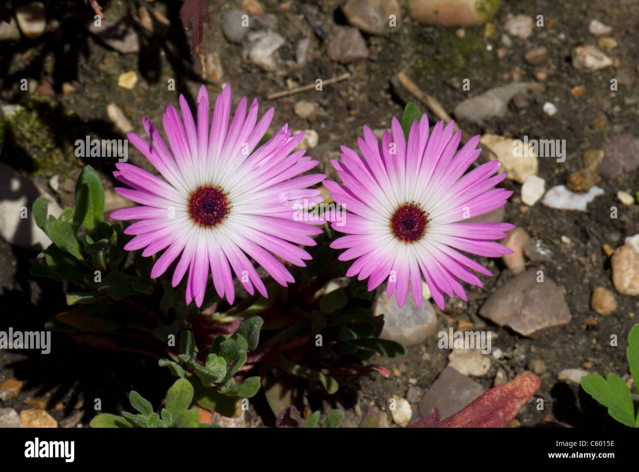 Livingstone Daisy, Dorotheanthus bellidiformis Foto Stock