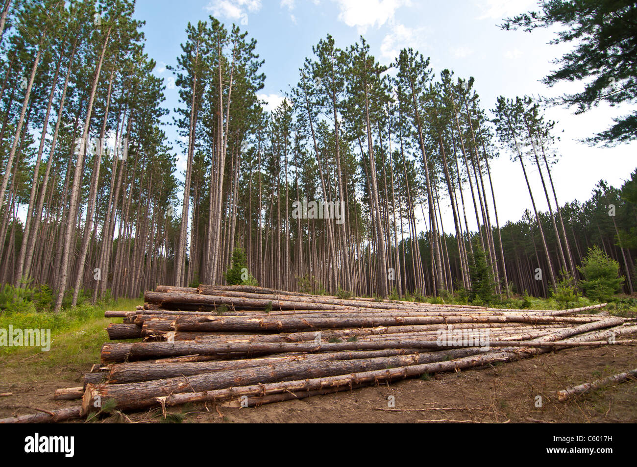 Tronchi di alberi sono impilati in un palo dopo essere stata tagliata e spogliato delle loro filiali. Foto Stock