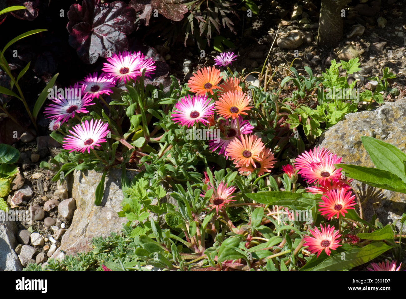Livingstone margherite, Dorotheanthus bellidiformis Foto Stock