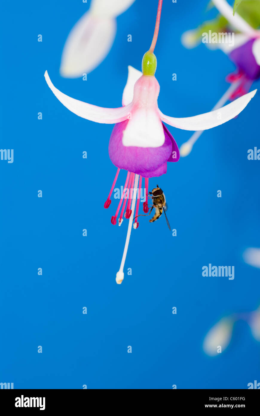 La Campanella trailing fuchsia contro uno sfondo blu Foto Stock