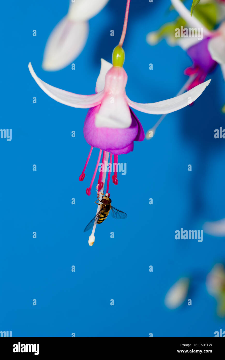 La Campanella trailing fuchsia contro uno sfondo blu Foto Stock
