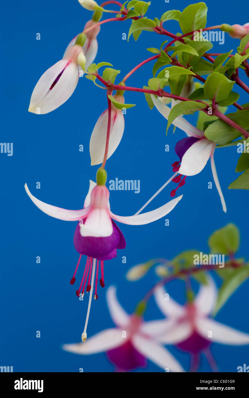 La Campanella trailing fuchsia contro uno sfondo blu Foto Stock