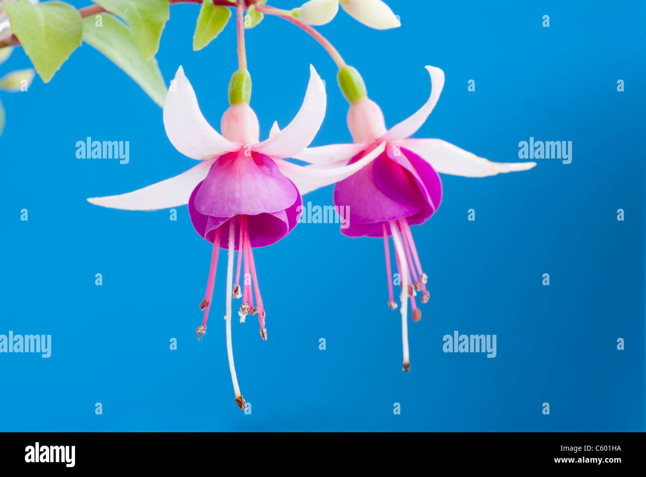La Campanella trailing fuchsia contro uno sfondo blu Foto Stock