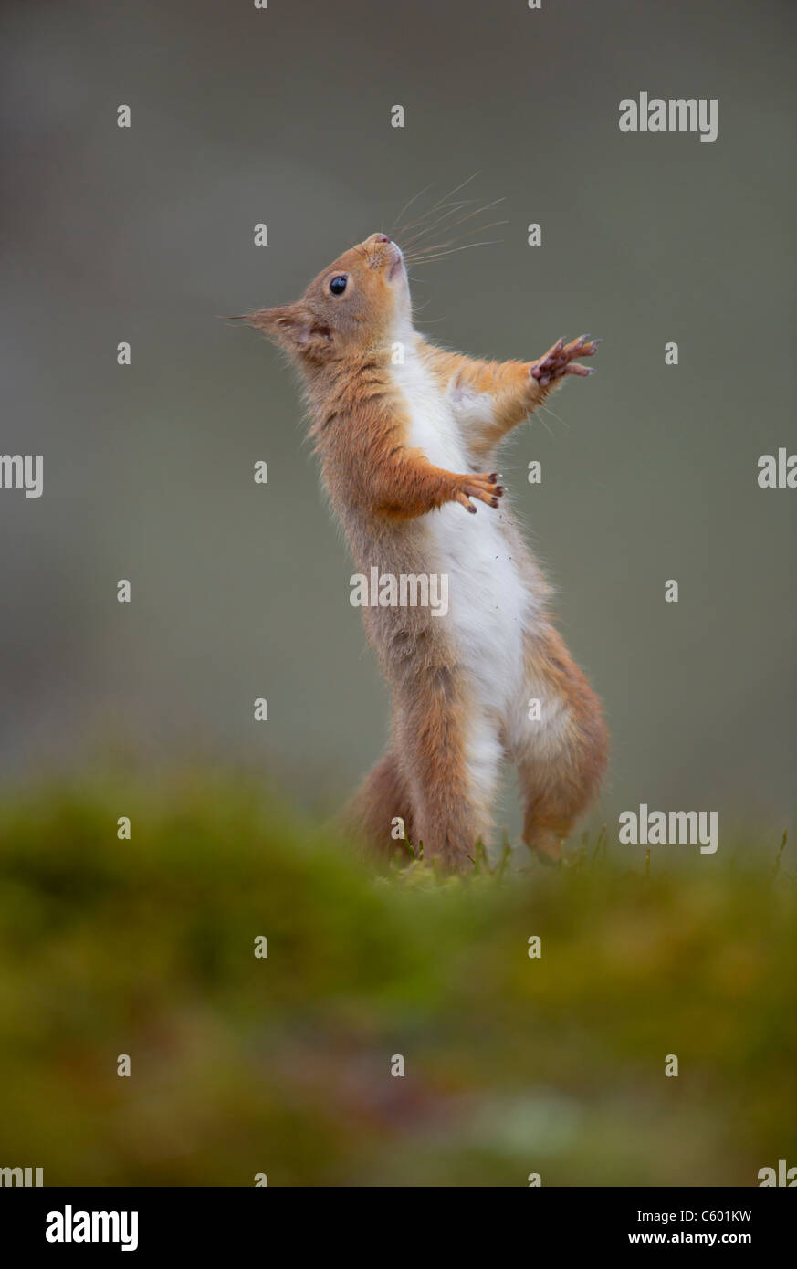 Scoiattolo rosso Sciurus vulgaris un adulto in piedi sulle zampe posteriori in colori autunnali. Cairngorms National Park, Scotland, Regno Unito Foto Stock