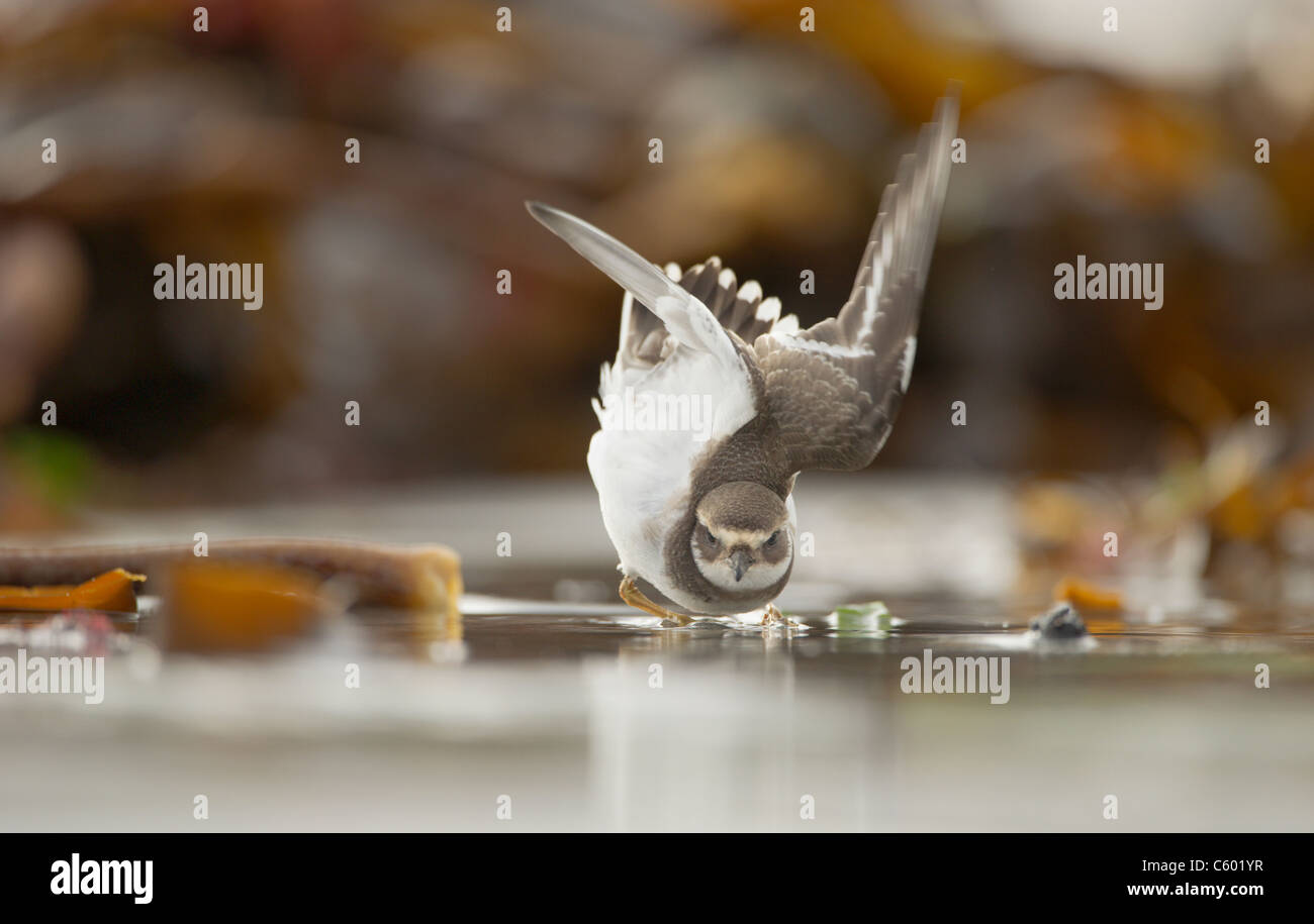 Di inanellare plover Charadrius hiaticula un sub-adulto anatre in modo difensivo come un adulto passa overhead. Le isole Shetland, Scotland, Regno Unito Foto Stock