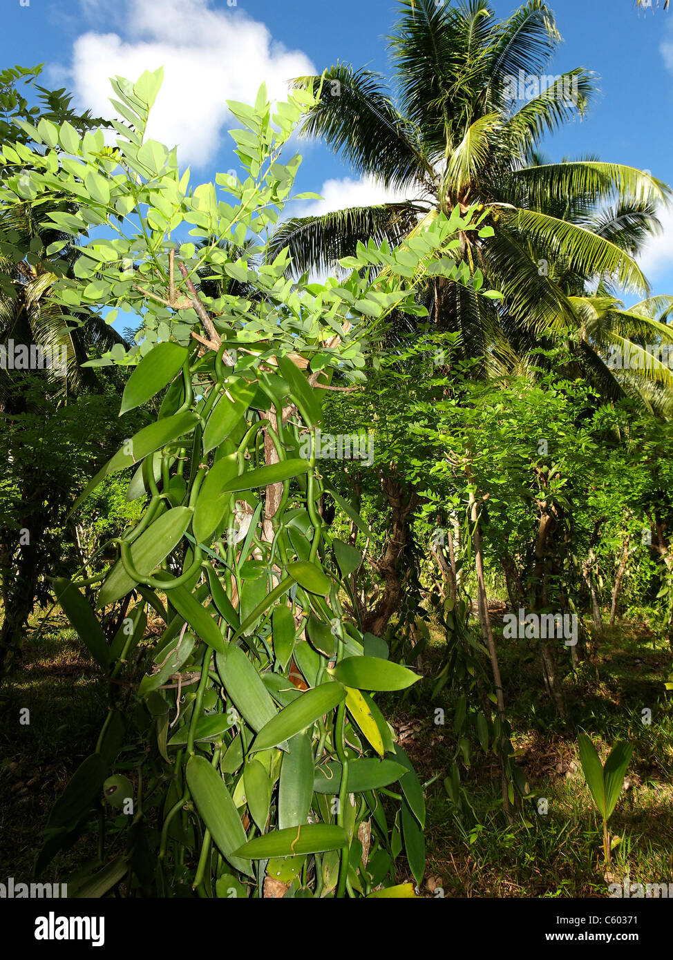 La piantagione di vaniglia Parc presso l'Union Station wagon , La Digue, Seychelles, Oceano indiano, Africa Foto Stock