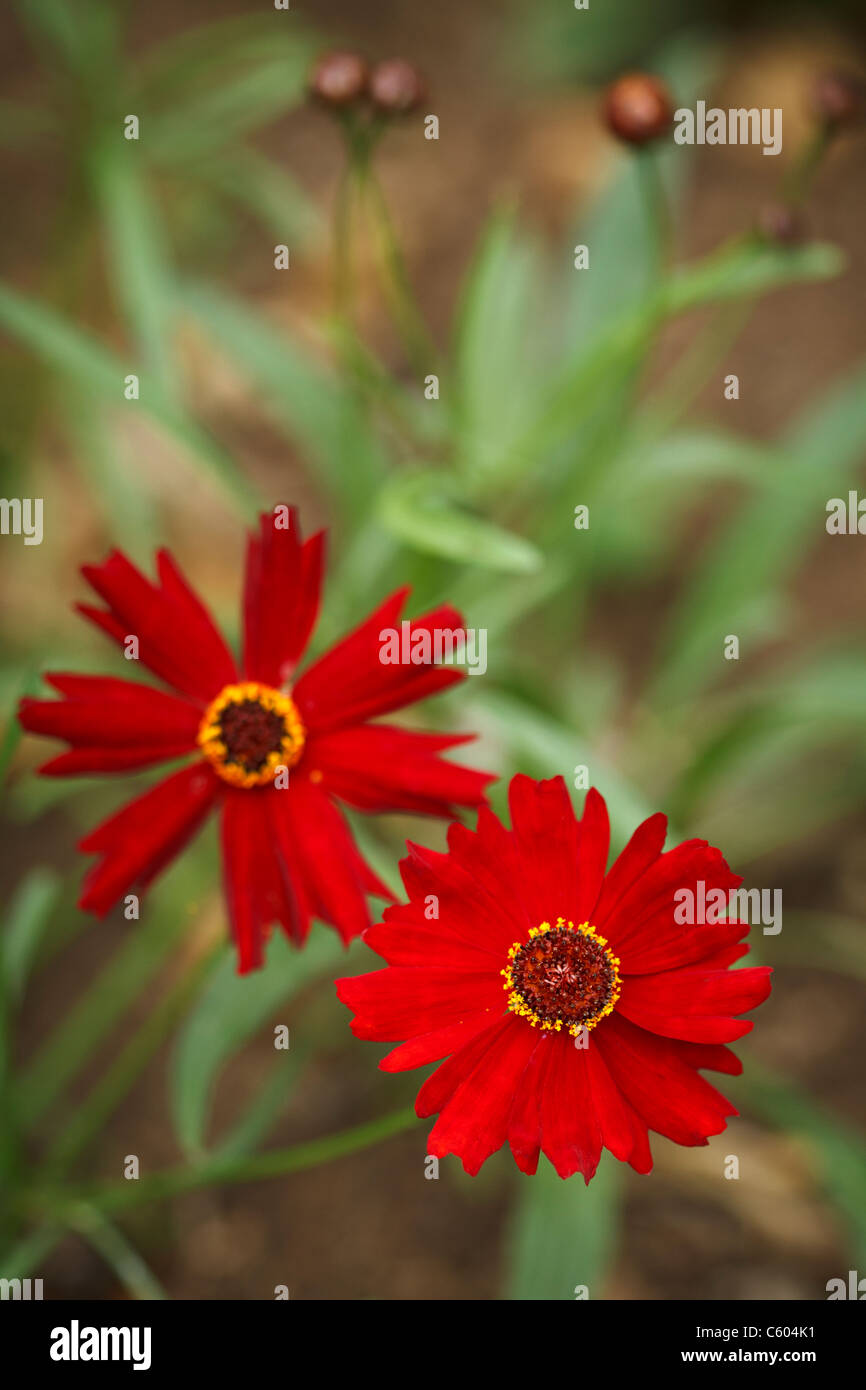 Due singoli pianure Coreopsis, varietà rossa, noto anche come Calliopsis Foto Stock