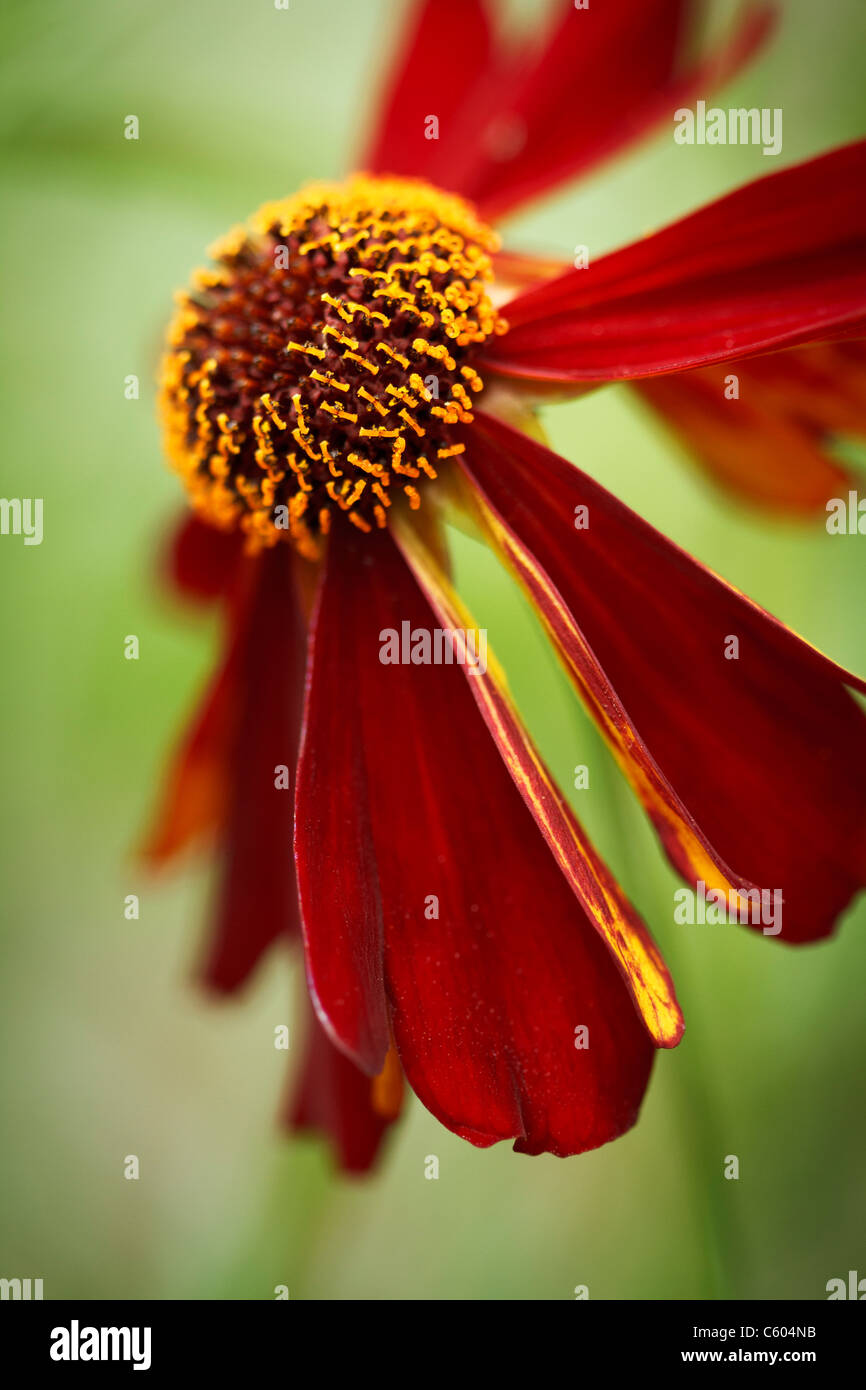 Close up di un singolo pianure Coreopsis, varietà rossa vista laterale, noto anche come Calliopsis Foto Stock