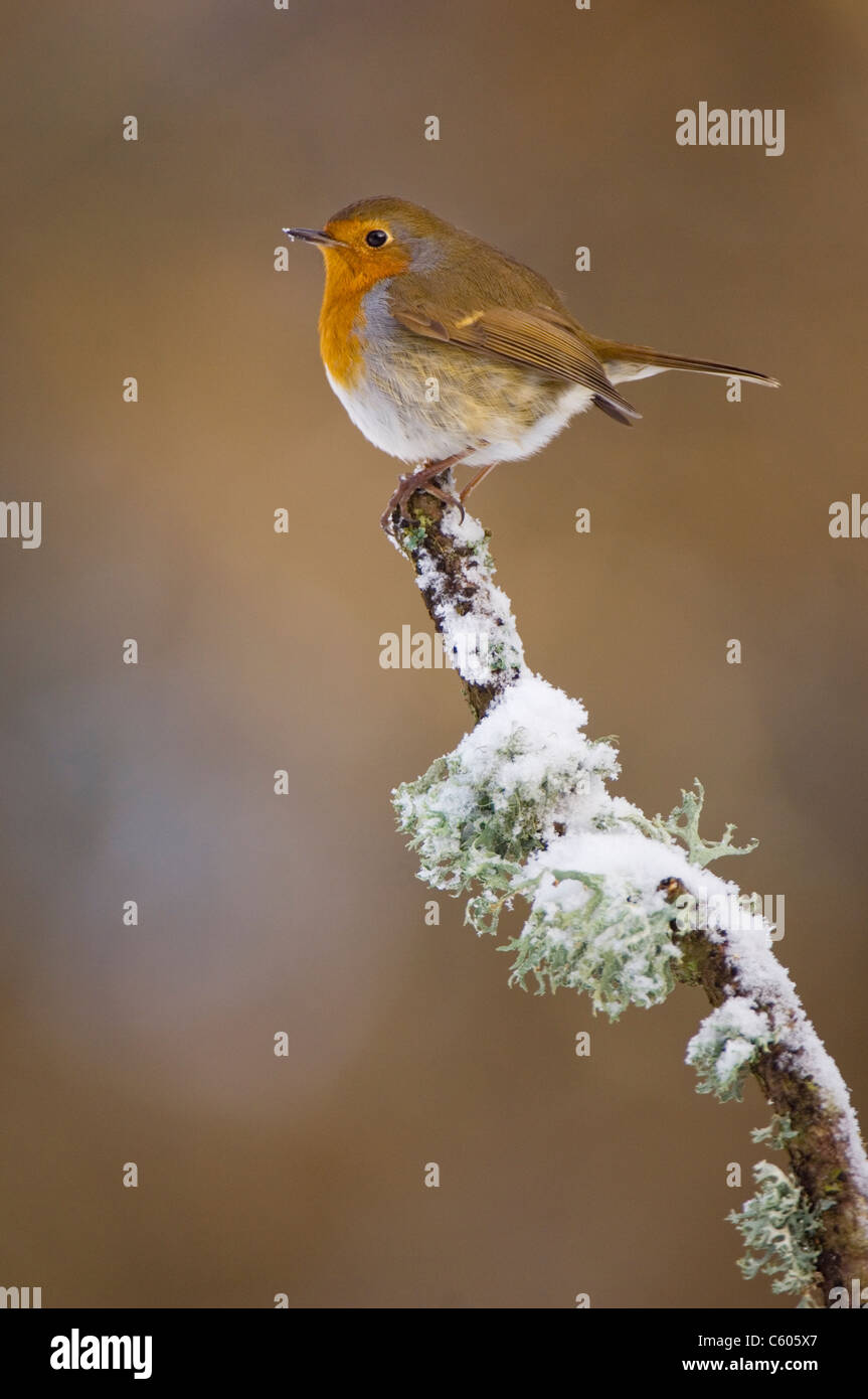 ROBIN Erithacus rubecula Ritratto di un adulto arroccato su una coperta di neve filiale. Febbraio. Mid Wales, Regno Unito Foto Stock