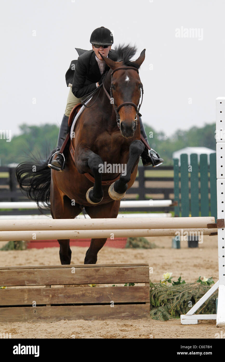 Un cavallo e cavaliere saltando da un recinto durante uno spettacolo di cavalli. Foto Stock