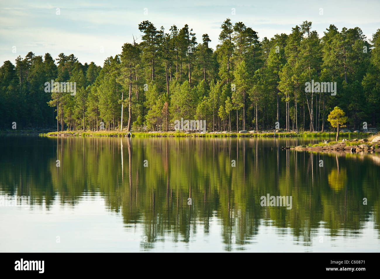 La bellissima Willow Springs lago sulla Mogollon Plateau è uno dei più scenografici e punti migliori per la pesca delle trote in Arizona. Foto Stock