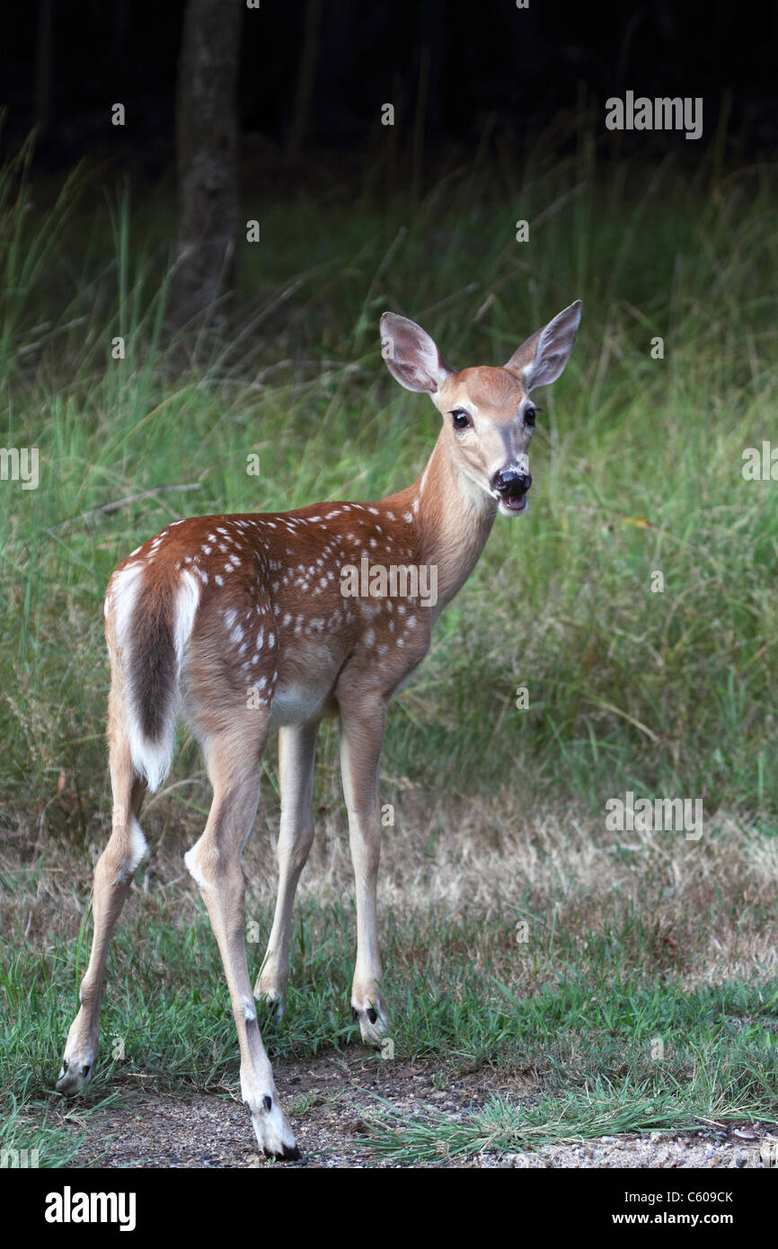Un Culbianco Deer Fawn, Odocoileus virginianus, guardando indietro al visualizzatore. Fucile Camp Park, Woodland Park, New Jersey, STATI UNITI D'AMERICA Foto Stock