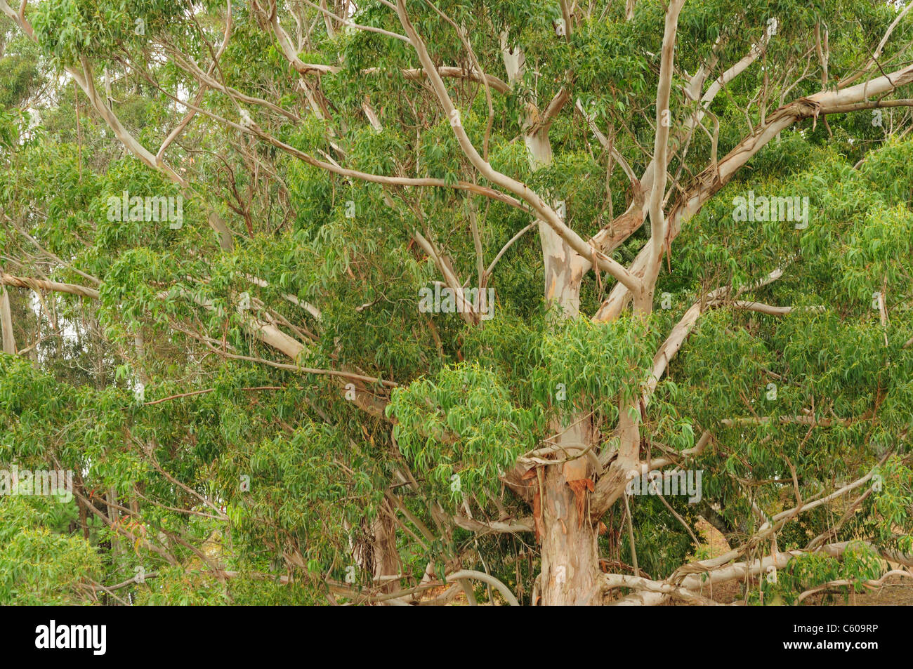 Blu della Tasmania gum (Eucalyptus globulus) Foto Stock