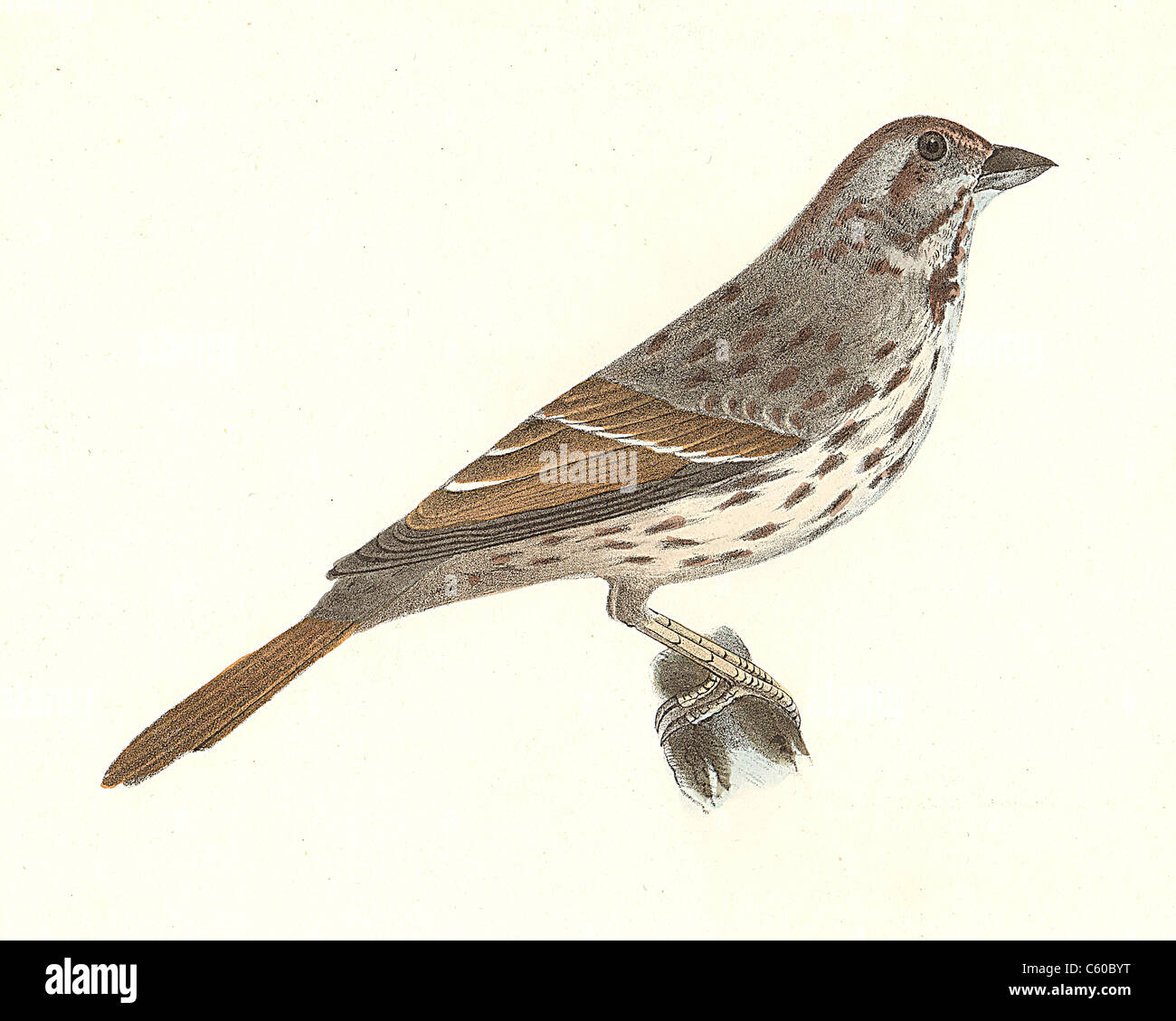 La canzone Sparrow (Fringilla melodia, Melospiza melodia) vintage litografia bird - James De Kay, Zoologia di New York o la Fauna New-York, Uccelli Foto Stock