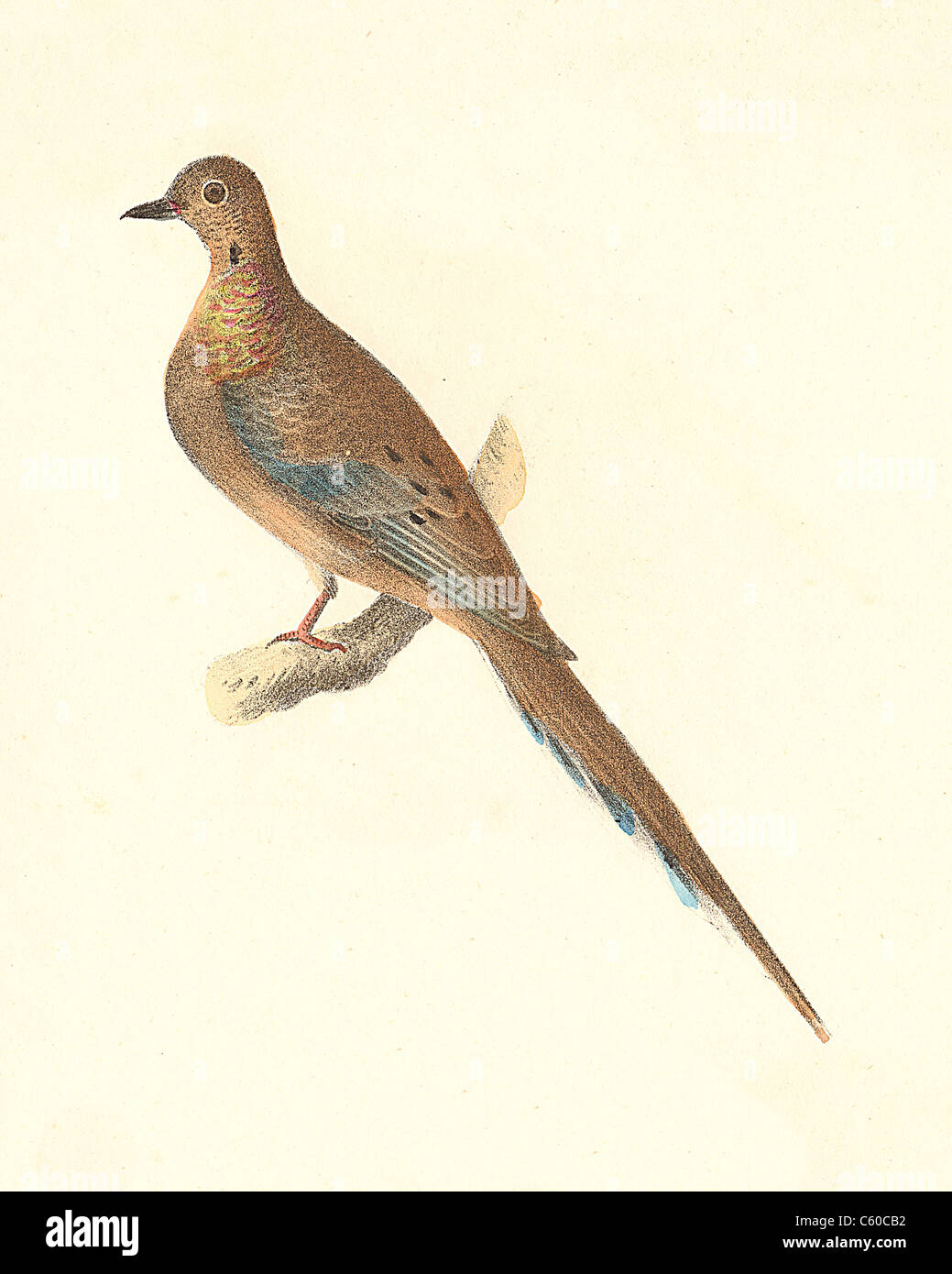 Il Carolina Tortora lutto Colomba, Western Tortora (Ectopistes carolinensis, Zenaida macroura) vintage litografia bird - James De Kay uccelli Foto Stock