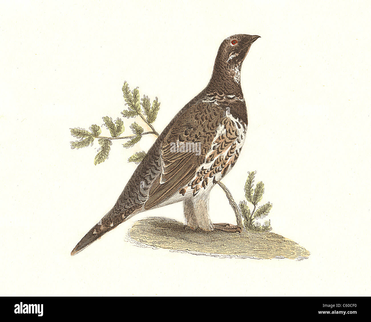L'Abete rosso Grouse o Canada gallo cedrone (Tetrao canadensis, Falcipennis canadensis) vintage litografia bird - James De Kay, Zoologia di New York, NY Uccelli Foto Stock