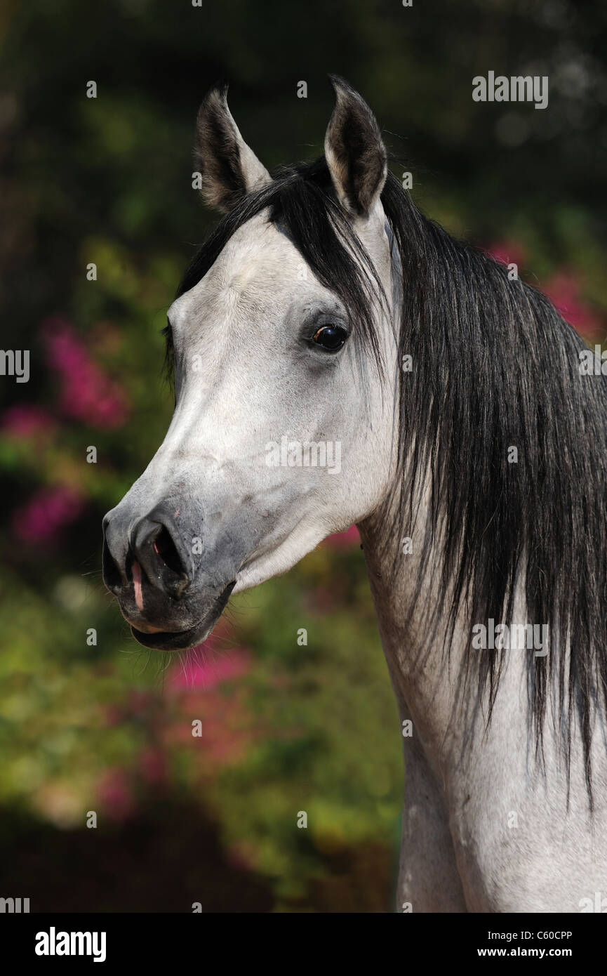 Razza Cavallo Arabo (Equus caballus ferus), il ritratto di un grigio mare. Foto Stock