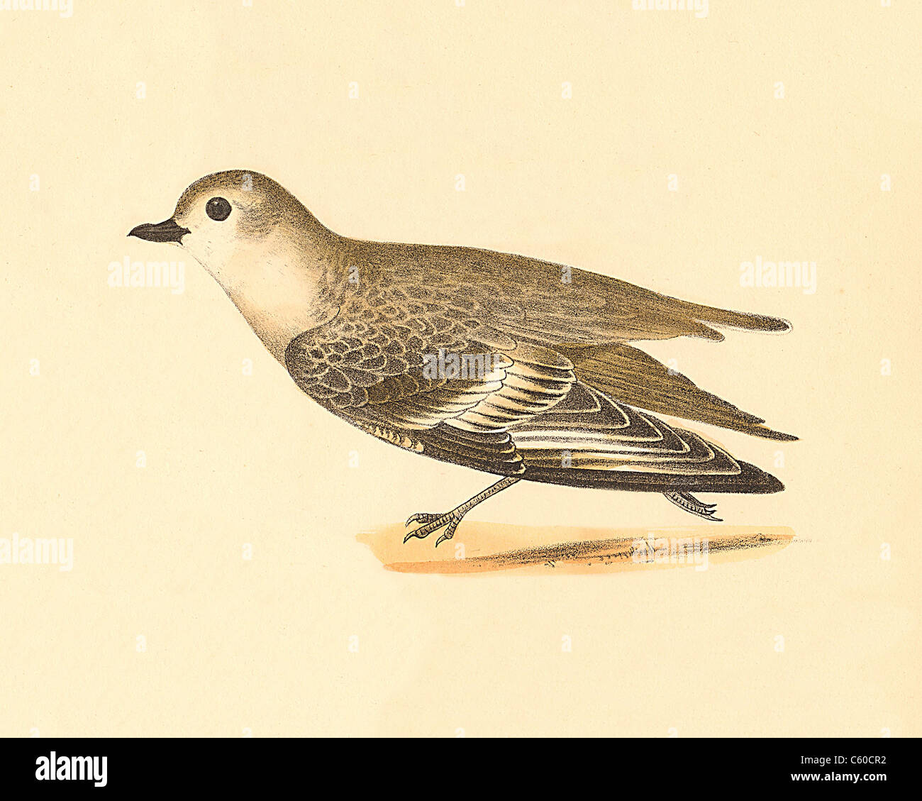 Il piviere di tubazioni (Charadrius melodus) vintage litografia bird - James De Kay, Zoologia di New York o il New York Fauna, parte II, Uccelli Foto Stock
