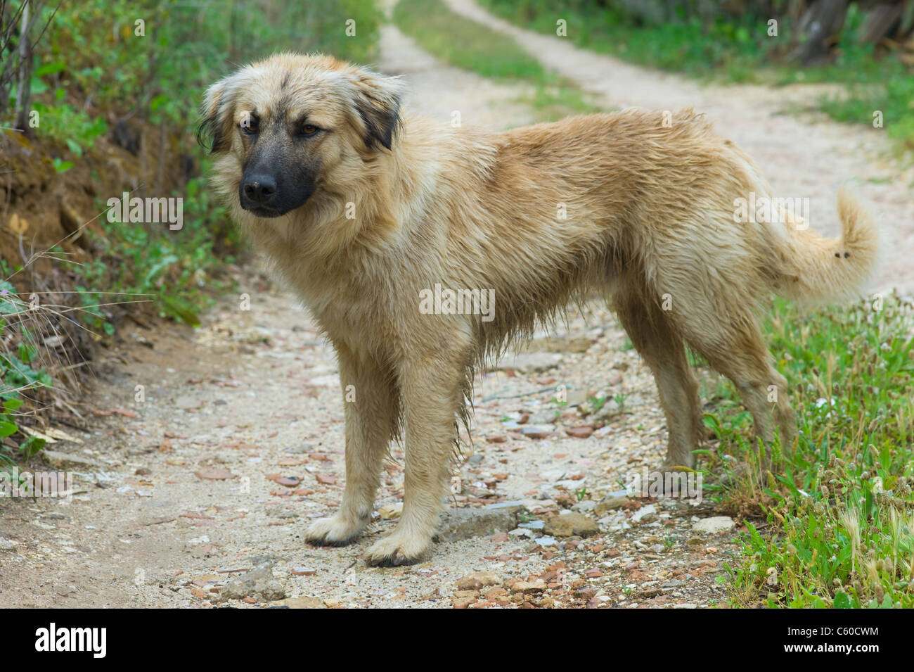 Cane randagio di cross-breed su un percorso sabbioso con alberi e cespugli Foto Stock