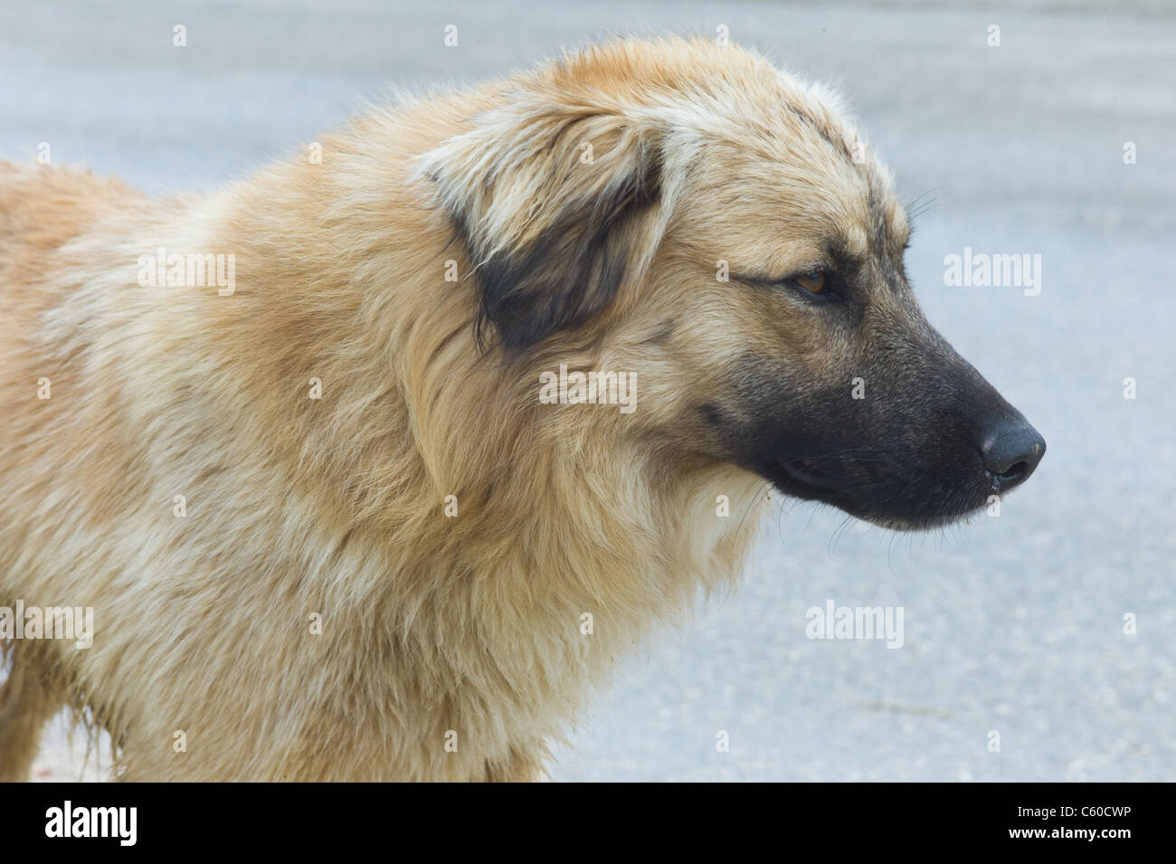 Fronte di un cane randagio di razza incrociata su un percorso sabbioso con alberi e cespugli Foto Stock
