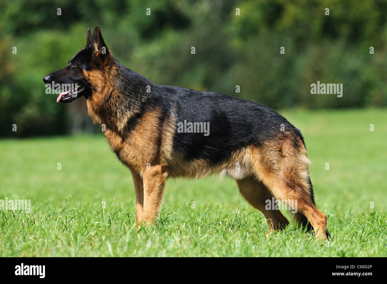 Pastore Tedesco cane, alsaziano (Canis lupus familiaris). Nero-e-tan a pelo corto maschio in piedi su un prato. Foto Stock