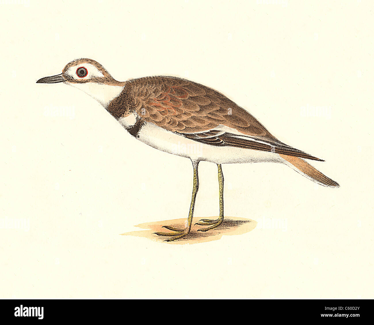 Il Killdeer (Charadrius vociferus) vintage litografia bird - James De Kay, Zoologia di New York o il New York Fauna, parte II, Uccelli Foto Stock