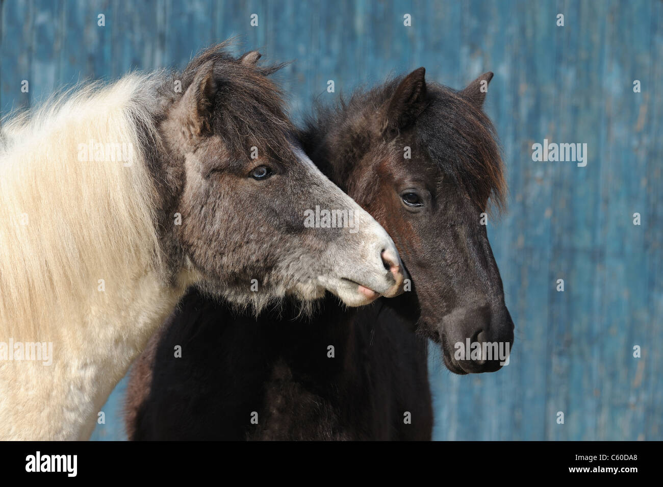 Cavallo islandese (Equus caballus ferus). Giovane stallone di sniffing dei giovani al mare. Foto Stock